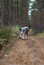 Blue merle sheltand sheepdog walking towards camera Royalty Free Stock Photo