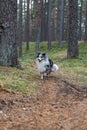 Blue merle sheltand sheepdog walking towards camera Royalty Free Stock Photo