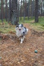 Blue merle sheltand sheepdog walking towards camera Royalty Free Stock Photo