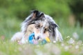 Blue merle sheltie shetland sheepdog laying on the grass and chewing small kids watering can in blue color