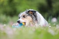 Blue merle sheltie shetland sheepdog laying on the grass and chewing small kids watering can in blue color