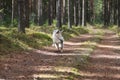 Blue merle shetland sheepdog running in forest with small wood stick in mouth