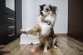 Blue merle shetland sheepdog sheltie in natural home environment, candle and latvia flag details celebrating independence day