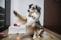 Blue merle shetland sheepdog sheltie in natural home environment, candle and latvia flag details celebrating independence day