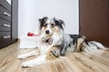 Blue merle shetland sheepdog sheltie in natural home environment, candle and latvia flag details celebrating independence day