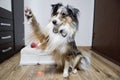 Blue merle shetland sheepdog sheltie in natural home environment, candle and latvia flag details celebrating independence day