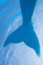 Blue mermaid tail, underwater image, upward perspective in pool