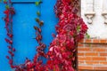 Blue metal door on which the red leaves of a climbing tree Royalty Free Stock Photo