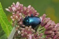 Blue metal and pink buds