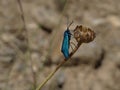 Blue Metallic Insect