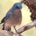 Blue Mexican Jay perched on a branch Royalty Free Stock Photo