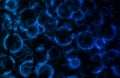 Blue Microscopic Cell Organisms Royalty Free Stock Photo