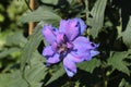 `Delphinium Moody Blues` flower Royalty Free Stock Photo