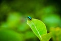 A Blue milkweed beetle Royalty Free Stock Photo