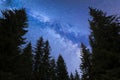 Blue Milky way falling stars pine trees silhouette Royalty Free Stock Photo