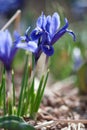 Blue Mini Iris Flower Royalty Free Stock Photo