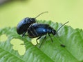 Blue mint beetle - Macro Shot Royalty Free Stock Photo