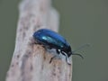 Blue mint beetle - Macro Shot Royalty Free Stock Photo