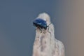 Blue mint beetle - Macro Shot Royalty Free Stock Photo