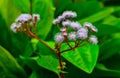 Blue mist plant - Eupatorium atrorubens, fluffy flowers of an ornamental plant