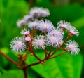 Blue mist plant - Eupatorium atrorubens, fluffy flowers of an ornamental plant