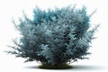 Blue Mist Shrub Bush On White Background. Generative AI