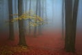 Blue mist and a tree with yellow leaves in the forest