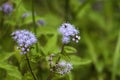 Blue Mistflower - Ageratum Wildflowers - Conoclinium Coelestinum