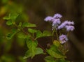 Blue Mistflowers (Conoclinium coelestium)