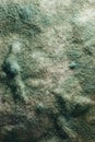 Blue mold background Royalty Free Stock Photo