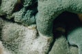 Blue mold background Royalty Free Stock Photo