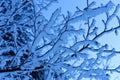 Blue moment in a winter forest Royalty Free Stock Photo