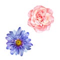 Blue Mona Lisa flower, Pink rose, Spring bloom