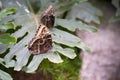 Blue Monarch butterflies Royalty Free Stock Photo