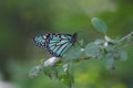 Blue Monarch Butterfly