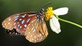 gracious brown and blue colorful butterfly looking for pollen on a white daisy flower, macro photography Royalty Free Stock Photo