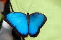 Blue Monarch Butterfly sits in the botanical garden Montreal