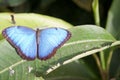 Blue Monarch Butterfly sits in the botanical garden Montreal Royalty Free Stock Photo