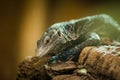 Blue monitor lizard portrait