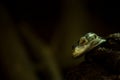 Blue monitor lizard portrait