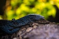 Blue monitor lizard portrait of a terrarium