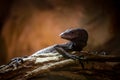 Blue monitor lizard portrait of a terrarium