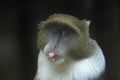 Blue monkey Royalty Free Stock Photo
