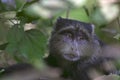 Blue monkey (Cercopithecus mitis) Royalty Free Stock Photo