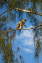 Blue monkey - Cercopithecus mitis Royalty Free Stock Photo