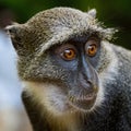 Blue monkey - Cercopithecus mitis Royalty Free Stock Photo
