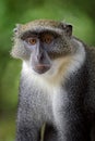 Blue monkey - Cercopithecus mitis Royalty Free Stock Photo