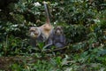 Blue monkey or Cercopithecus mitis clambering around and interacting in foliage of Serengeti forest Royalty Free Stock Photo