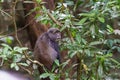 Blue monkey or  Cercopithecus mitis clambering around and interacting in foliage of Serengeti forest Royalty Free Stock Photo