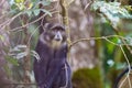 Blue monkey or  Cercopithecus mitis clambering around and interacting in foliage of Serengeti forest Royalty Free Stock Photo